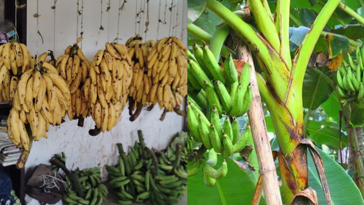 Banana farmers crisis Kerala Nendran banana health benefits Horticorp banana procurement Agriculture news Kerala