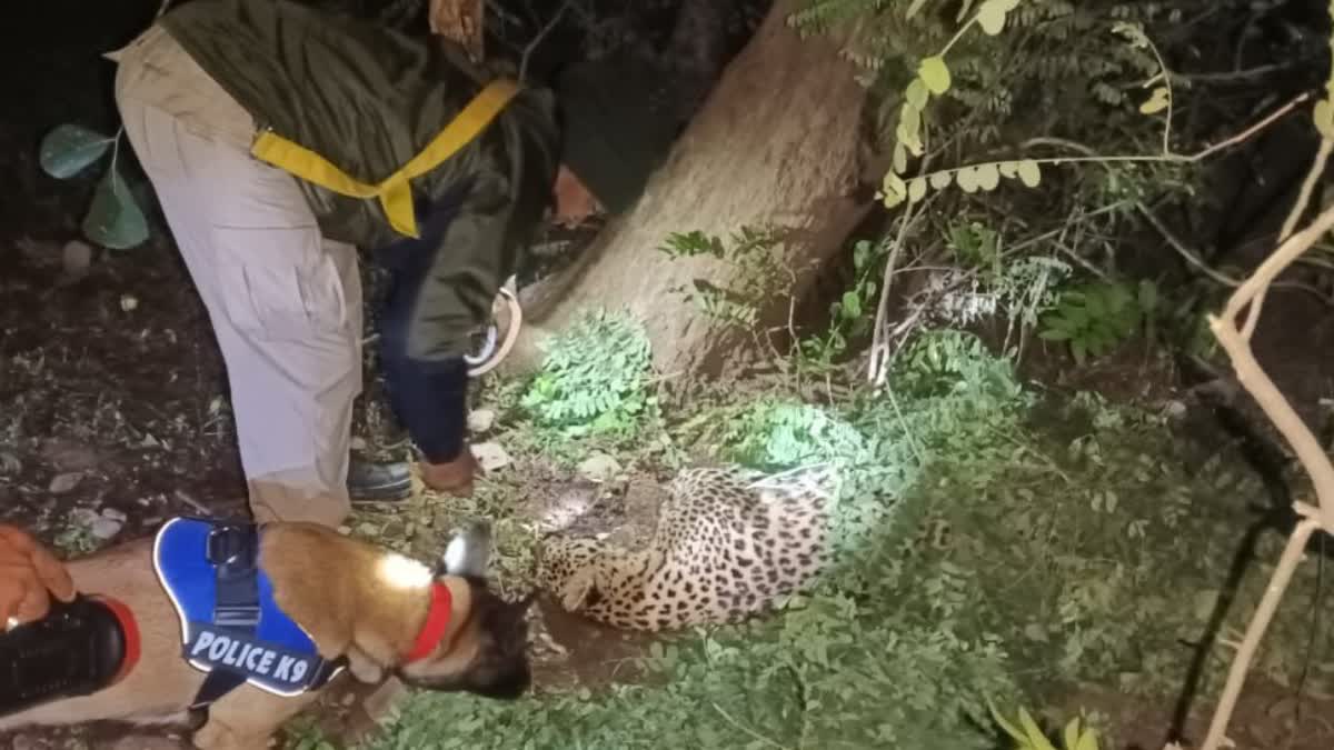 leopard dies Dongargarh