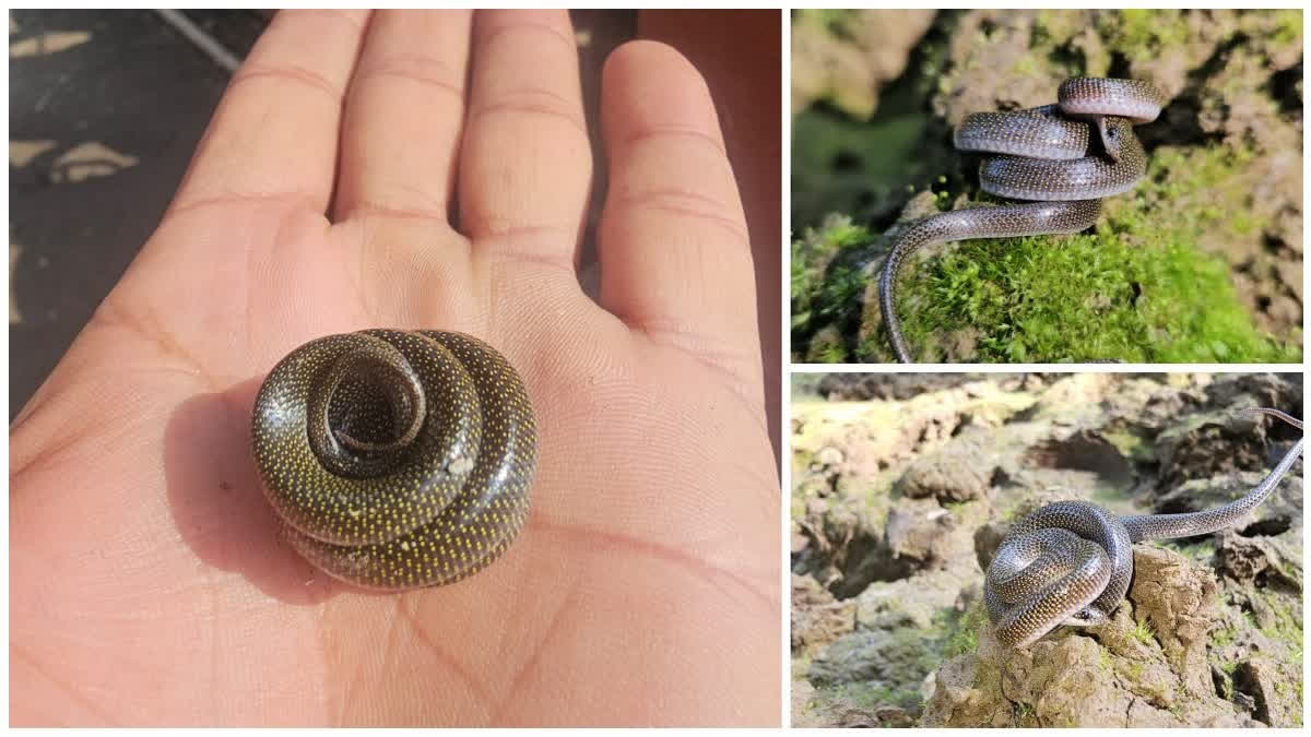 A rare Lycodon Jara snake, commonly known as the twin-spotted wolf snake, was rescued from a house at Kainchiwala area in Chauhadpur Range of Vikasnagar-Kalsi Forest Division in Dehradun district on Friday morning.