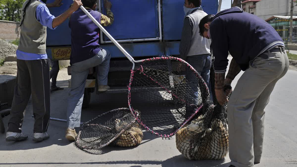 Municipal workers catch stray dogs in Srinagar