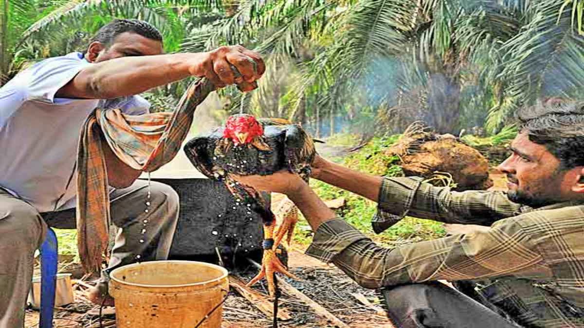 Special Story on on Fighting Cocks in AP