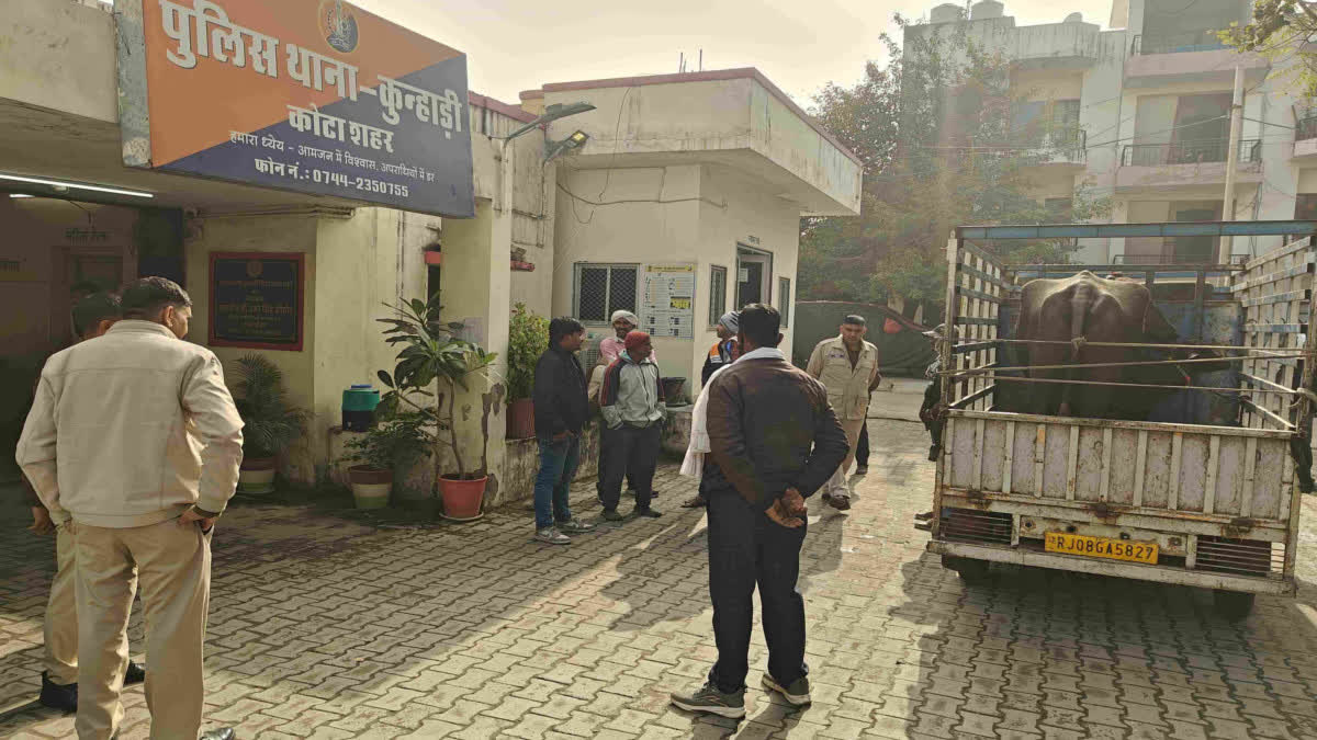 Buffalo standing in the police station
