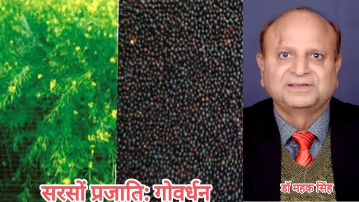 Govardhan variety of mustard