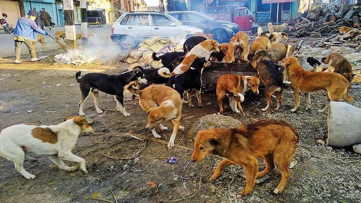 جموں و کشمیر میں کتوں کے کاٹنے کے کیسز 2 لاکھ سے تجاوز کر گئے