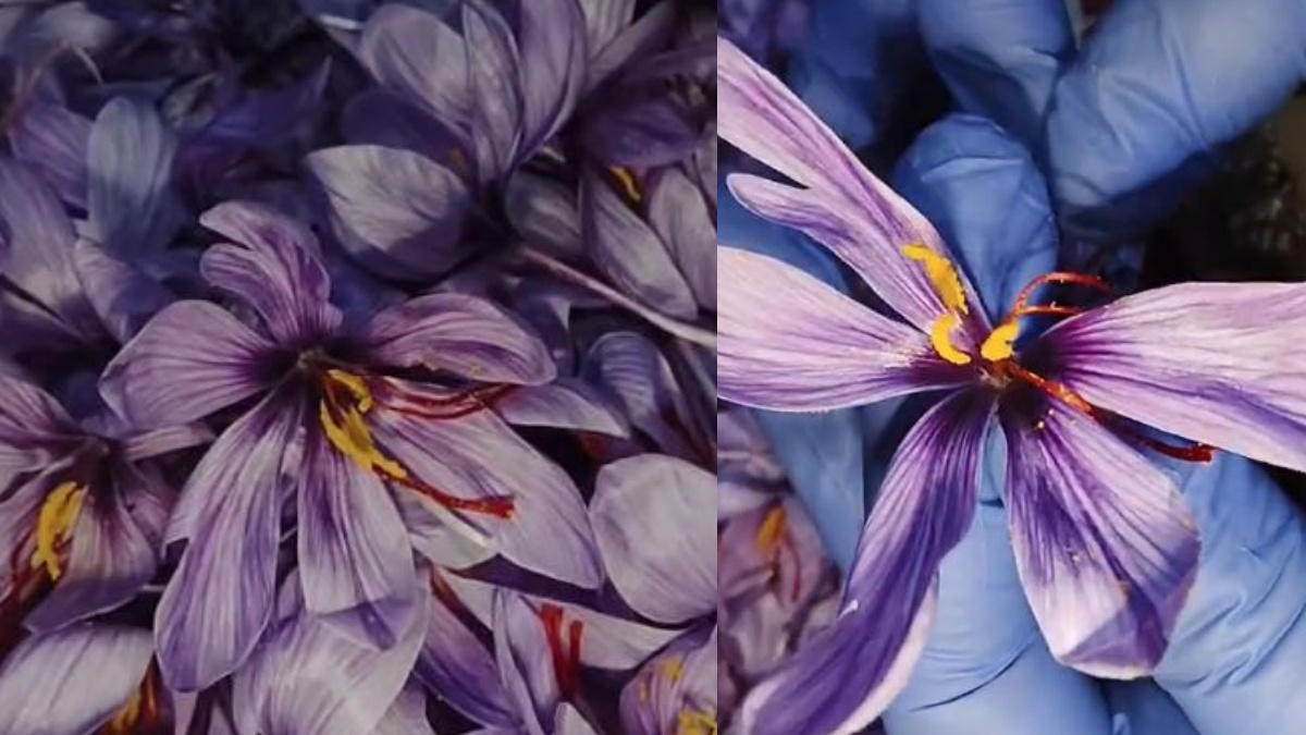 Sujata used air-conditioners in an enclosed room to create an environment in which saffron flowers bloomed