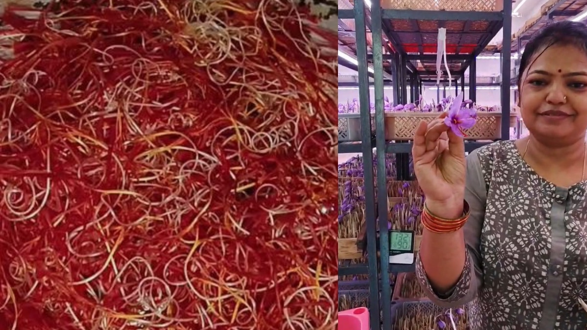 Sujata Agarwal Defied Climate Challenges To Harvest Kashmiri Saffron At Home And Reap Profits