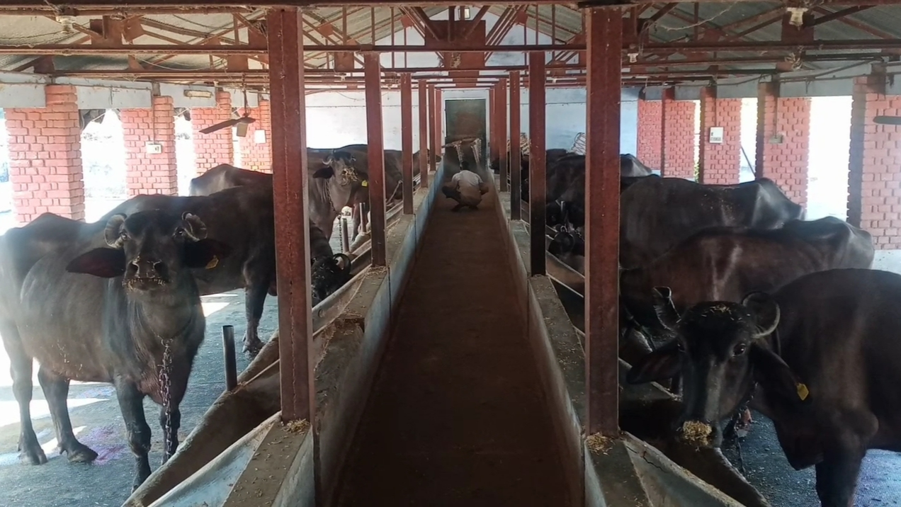 सर्दियों में ऐसे करें पशुओं की देखभाल