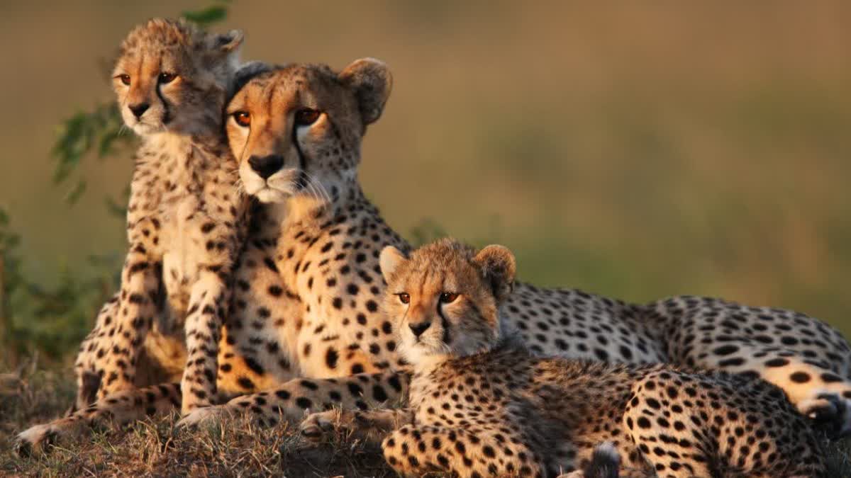 INDIA CHEETAH PROJECT