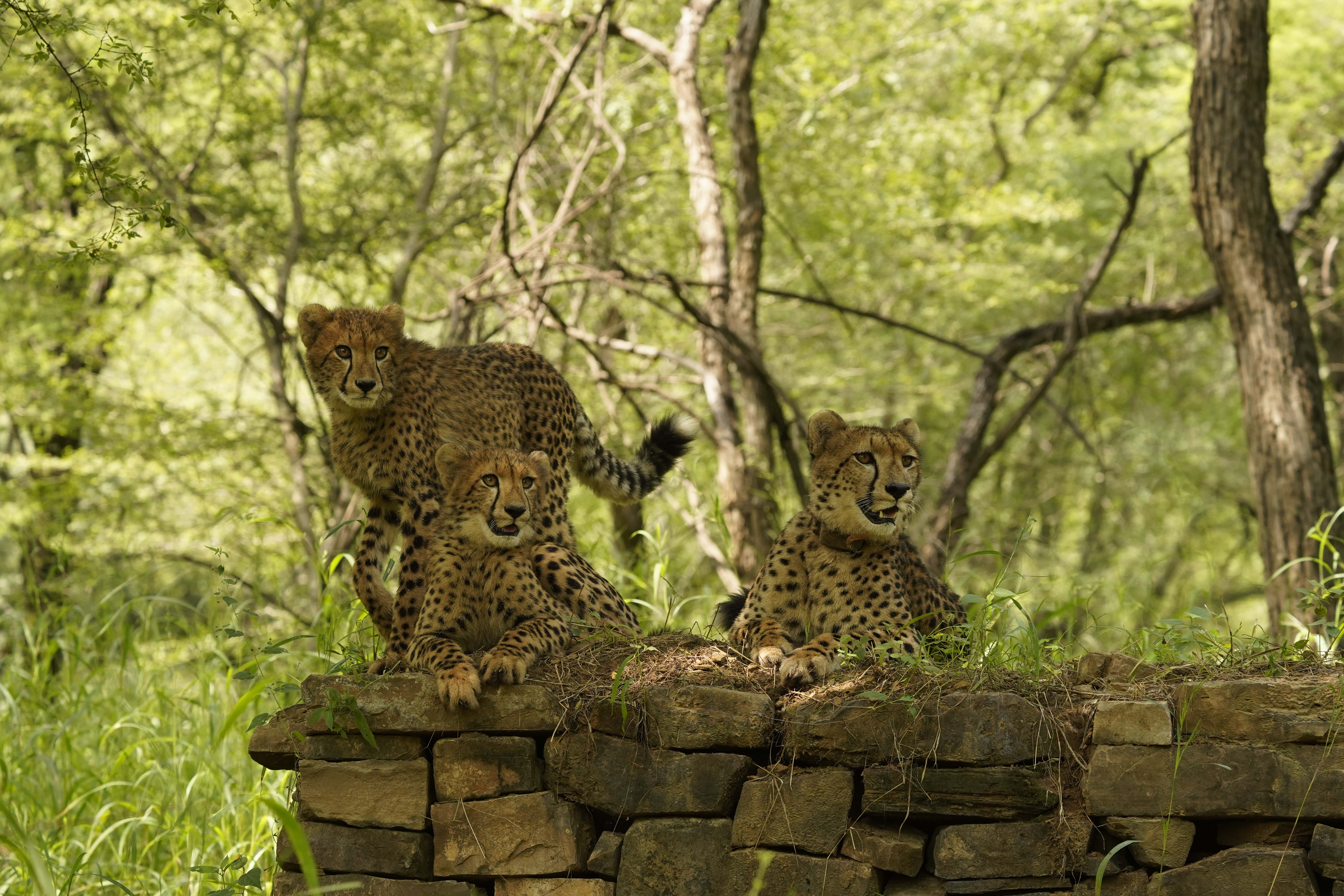 INDIA CHEETAH PROJECT