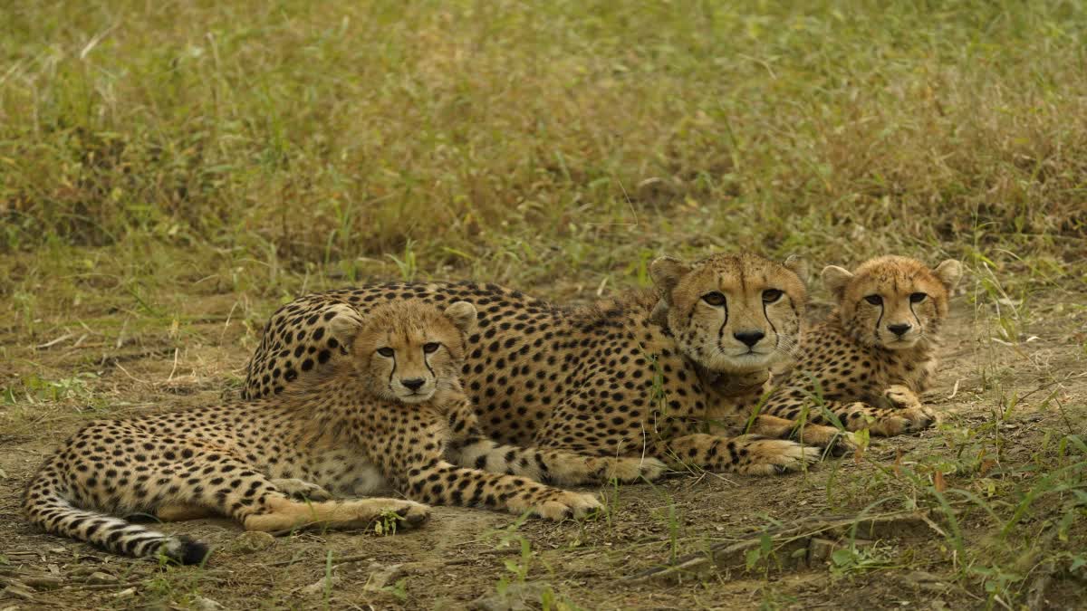 SHEOPUR KUNO NATIONAL PARK