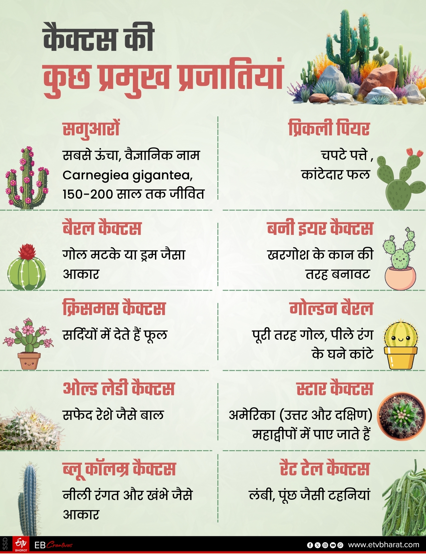 BIHAR CACTUS MAN