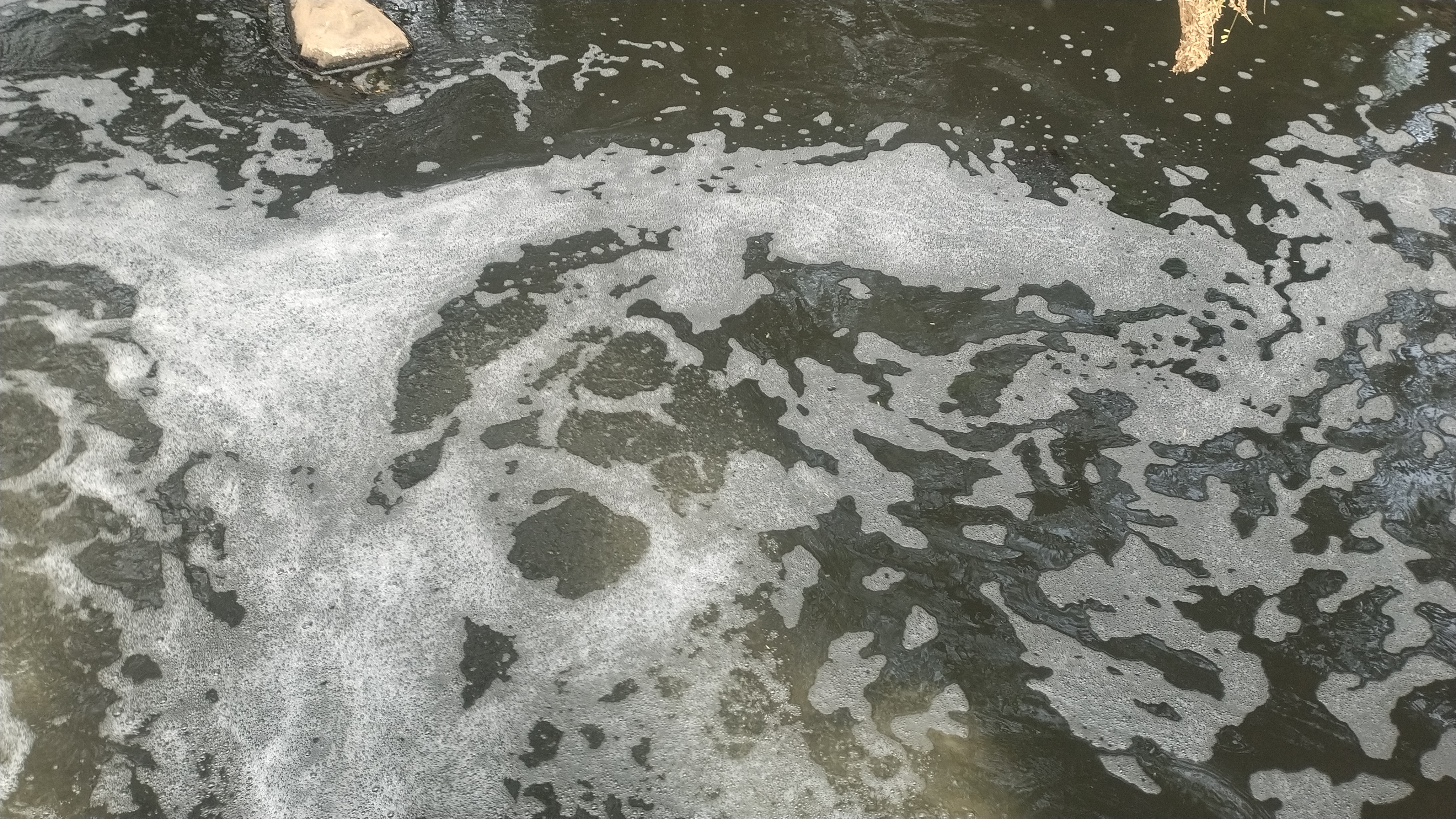 MP DANGEROUS VEGETABLE CROPS