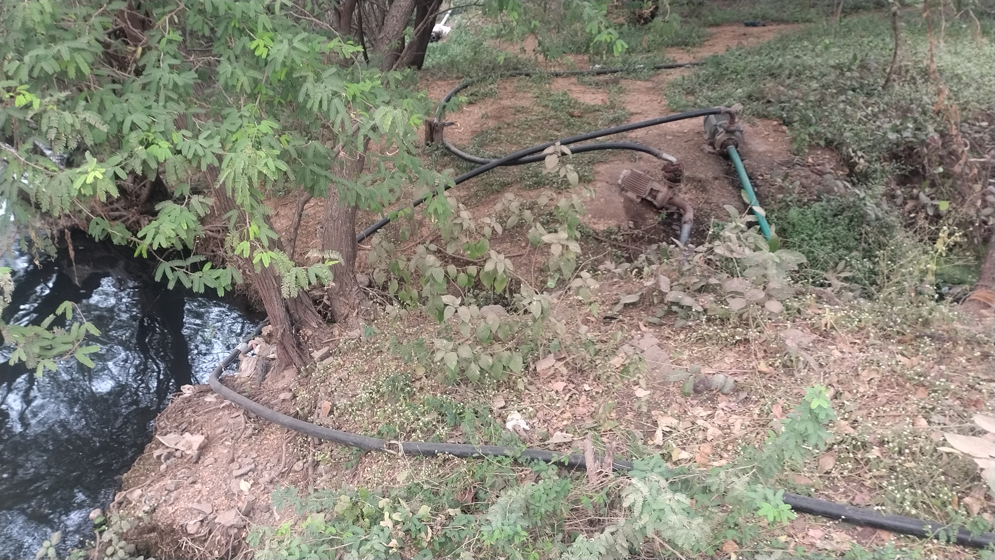 VEGETABLES GROWN FROM SEWAGE WATER