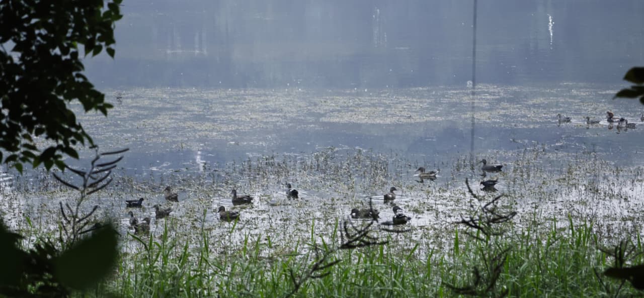 Rajdhani Lake In Bihar's Patna Becomes Winter Haven For Migratory Birds