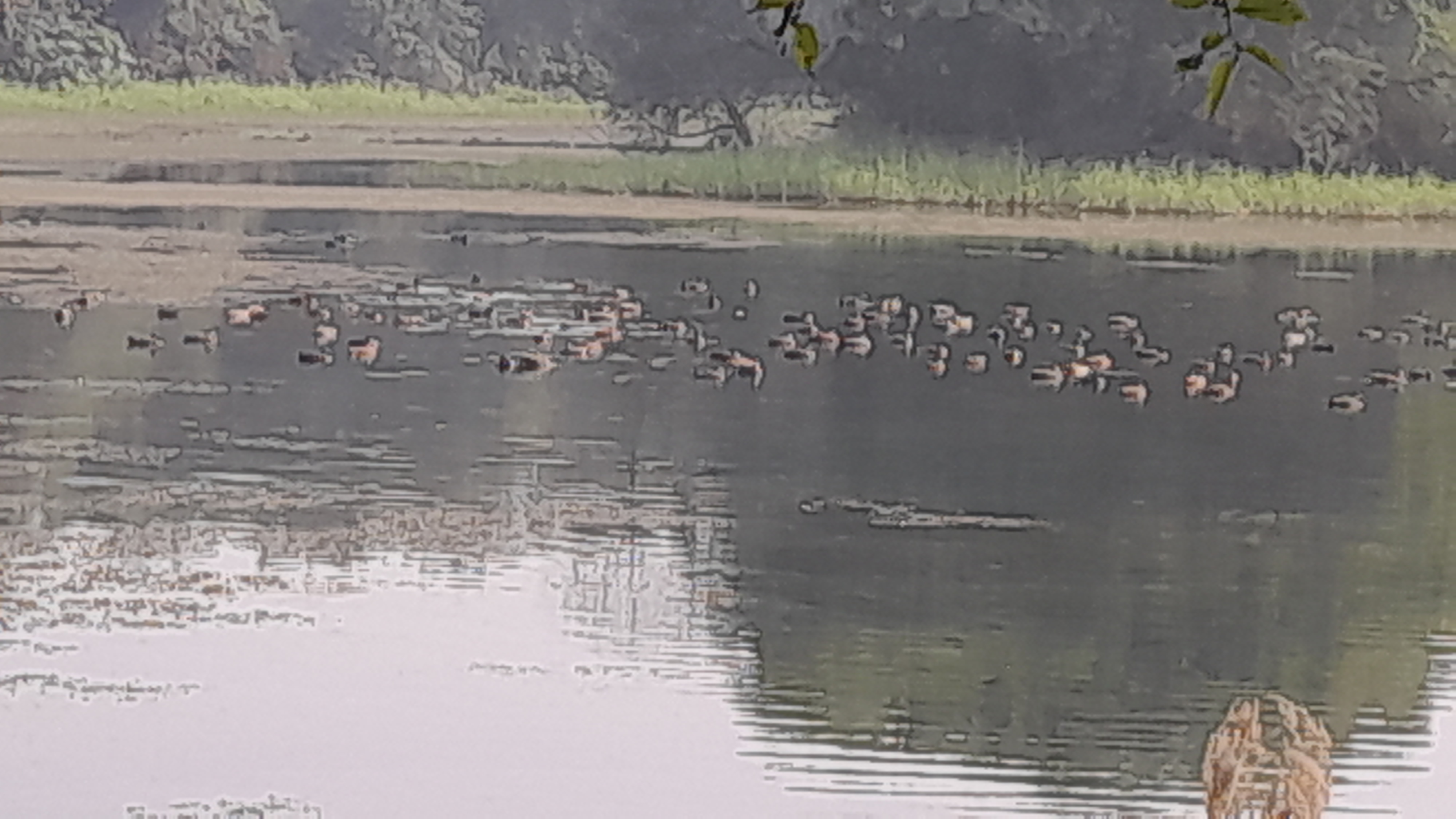 Rajdhani Lake In Bihar's Patna Becomes Winter Haven For Migratory Birds