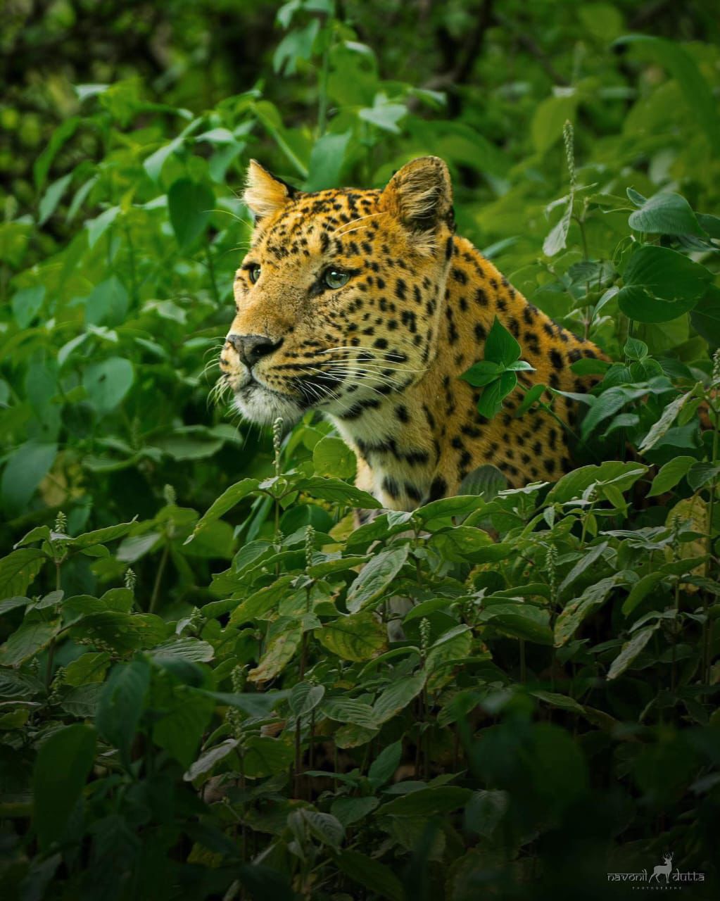 leopard dies Dongargarh