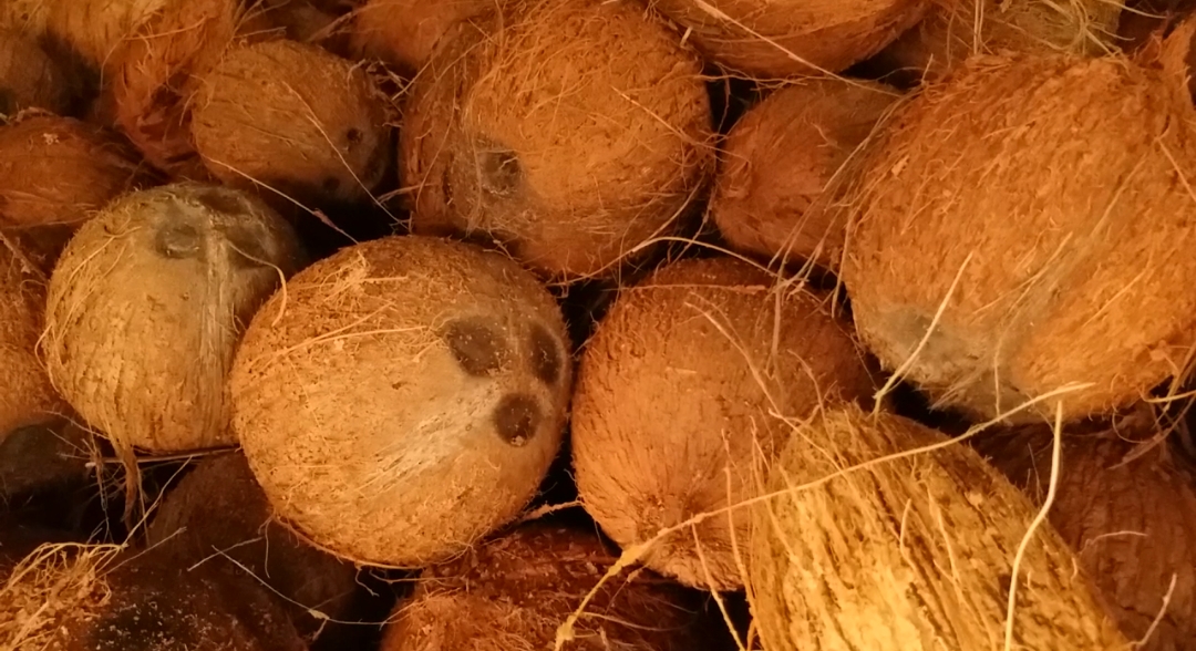 Coconut Price Drop In Kerala Leaves Farmers Wary After High Returns In 2025