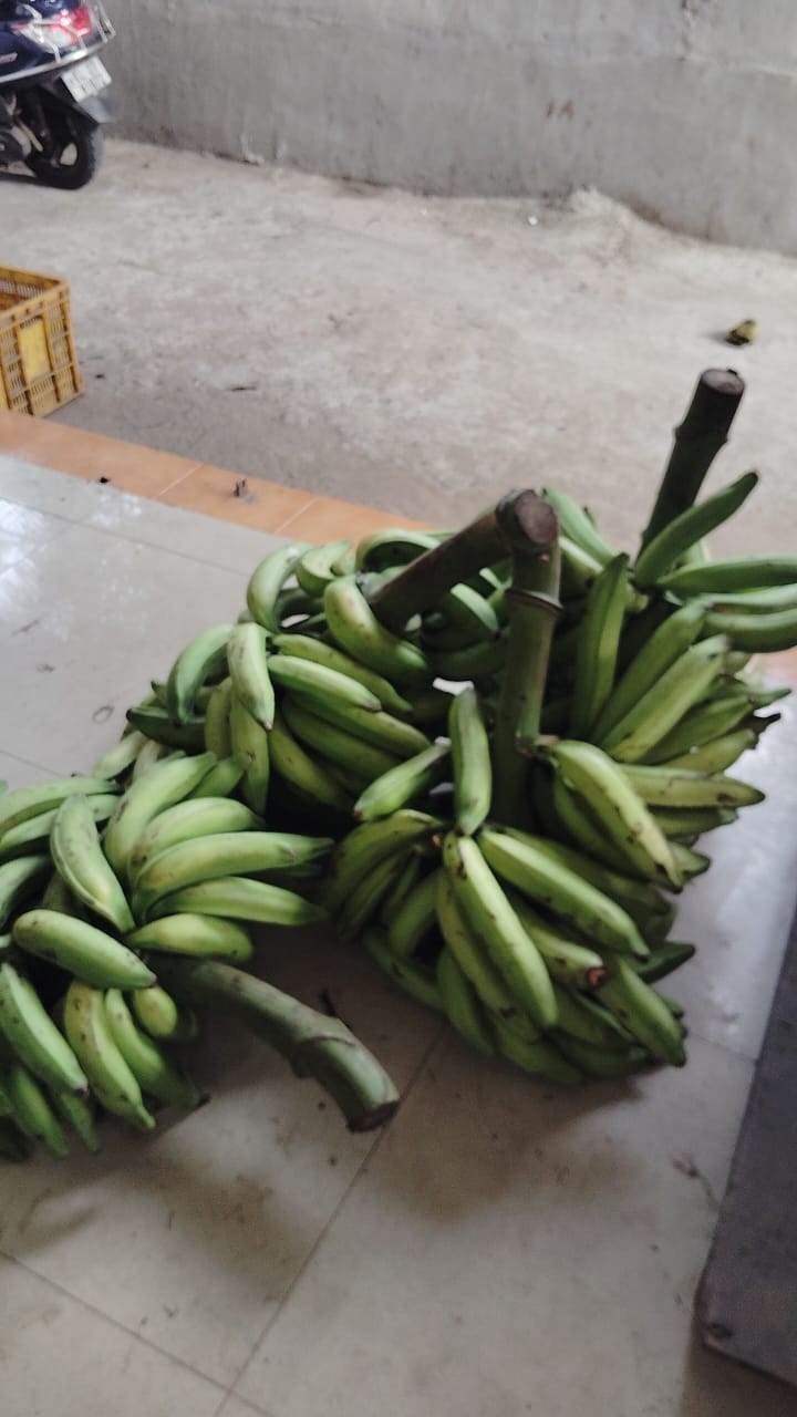 Banana farmers crisis Kerala Nendran banana health benefits Horticorp banana procurement Agriculture news Kerala