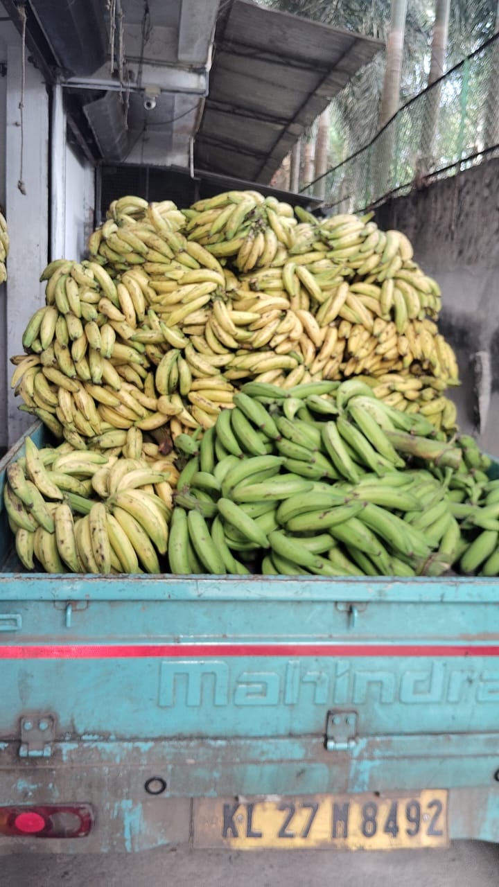 Banana farmers crisis Kerala Nendran banana health benefits Horticorp banana procurement Agriculture news Kerala