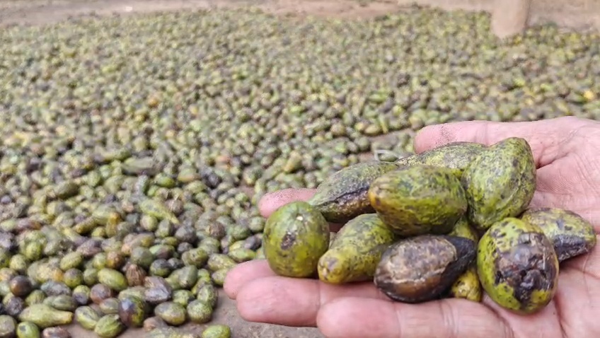 Wild Fruit Harra Benefits