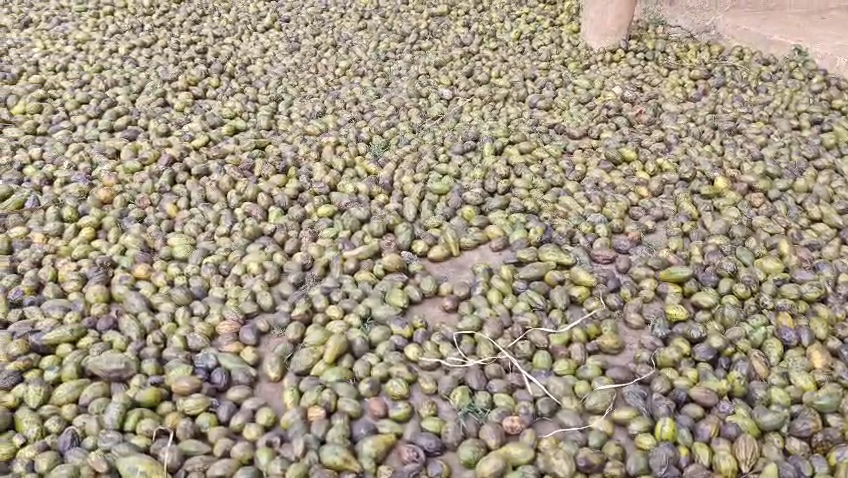 FACTS ABOUT SPECIAL MAGICAL FRUIT HARITKI