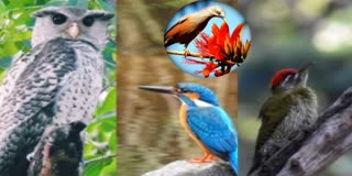 Rare Sight 8 Bird Species