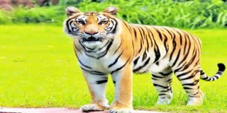 Tiger Roaming in Rajamahendravaram at East Godavari