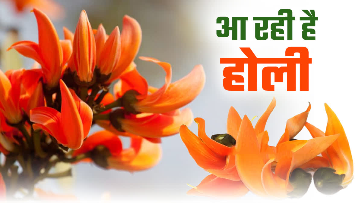 TESU FLOWERS IN HOLI