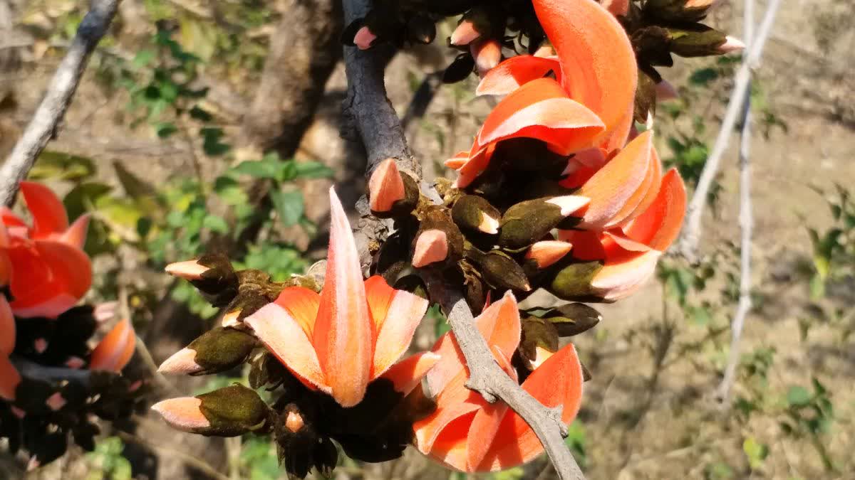 Palash ka phool