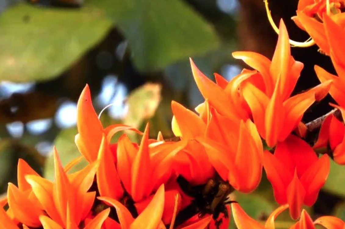 HERBAL COLOURS FOR HOLI tesu palash