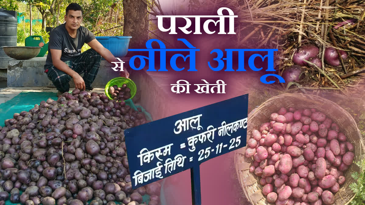 Sirmaur Kufri Neelkanth Potato