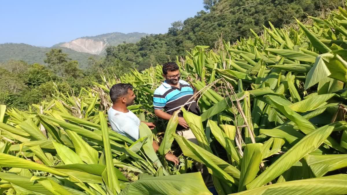 हिमाचल के इस जिले में 'पीली क्रांति' की धमाकेदार दस्तक