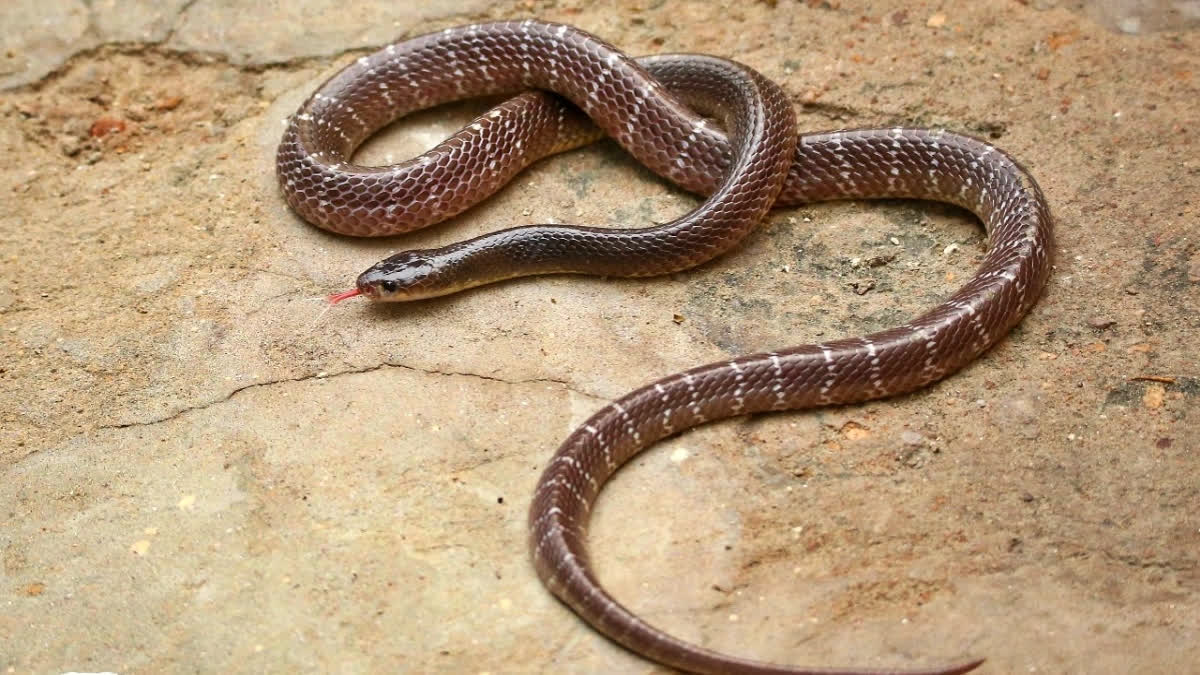 हिमाचल में सर्पदंश नोटिफाइएबल डिजीज घोषित