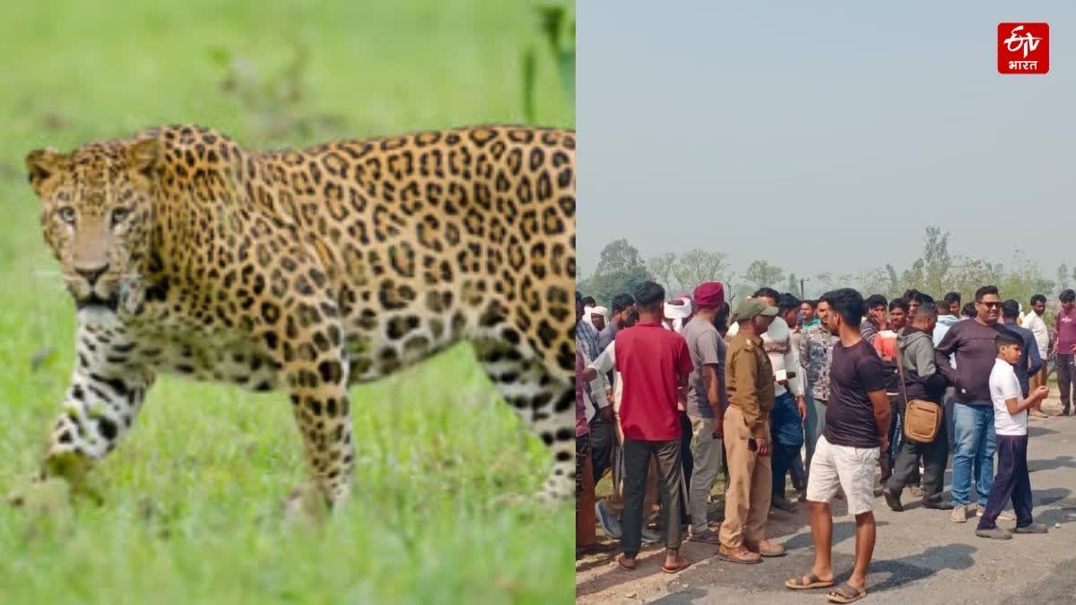 तेंदुए ने बच्चे को मार डाला