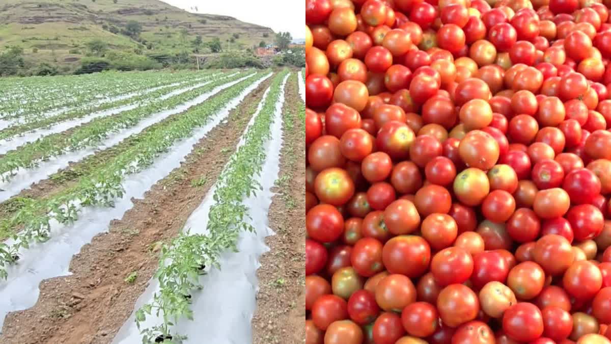TOMATO FARMERS CONCERN ON RATE
