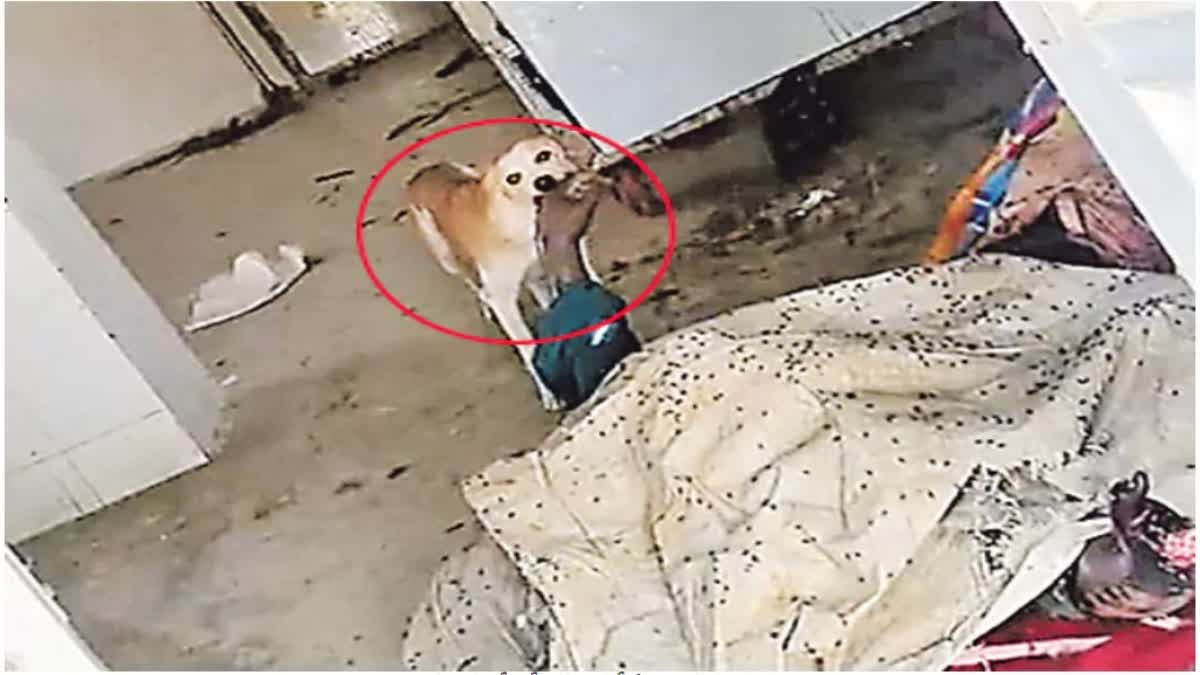 മോർച്ചറിയിൽ മൃതദേഹം തിന്ന് നായ  അടിസ്ഥാന സൗകര്യങ്ങളിലെ വീഴ്‌ച  തെലങ്കാന സർക്കാർ ആശുപത്രി  ആരോഗ്യ രംഗം