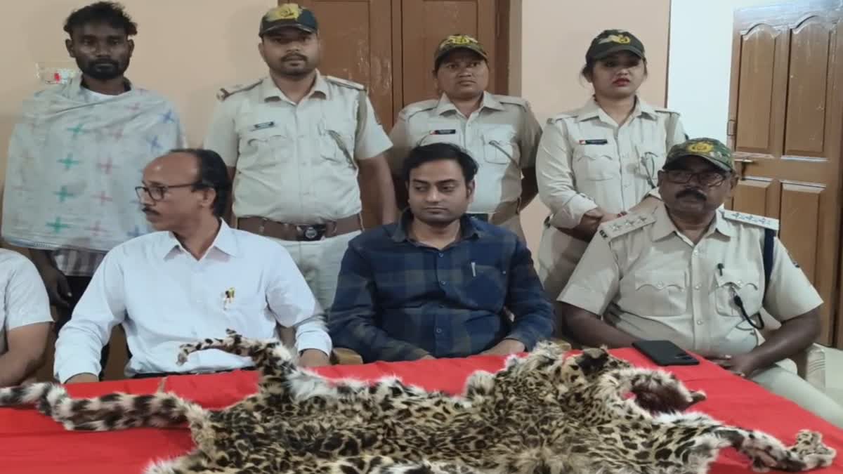 କଲରାପତରିଆ ବାଘ ଚମଡ଼ା ଜବତ: ବିକ୍ରି ଡିଲ୍ ବେଳେ ମାଡ଼ିବସିଲା ବନ ବିଭାଗ