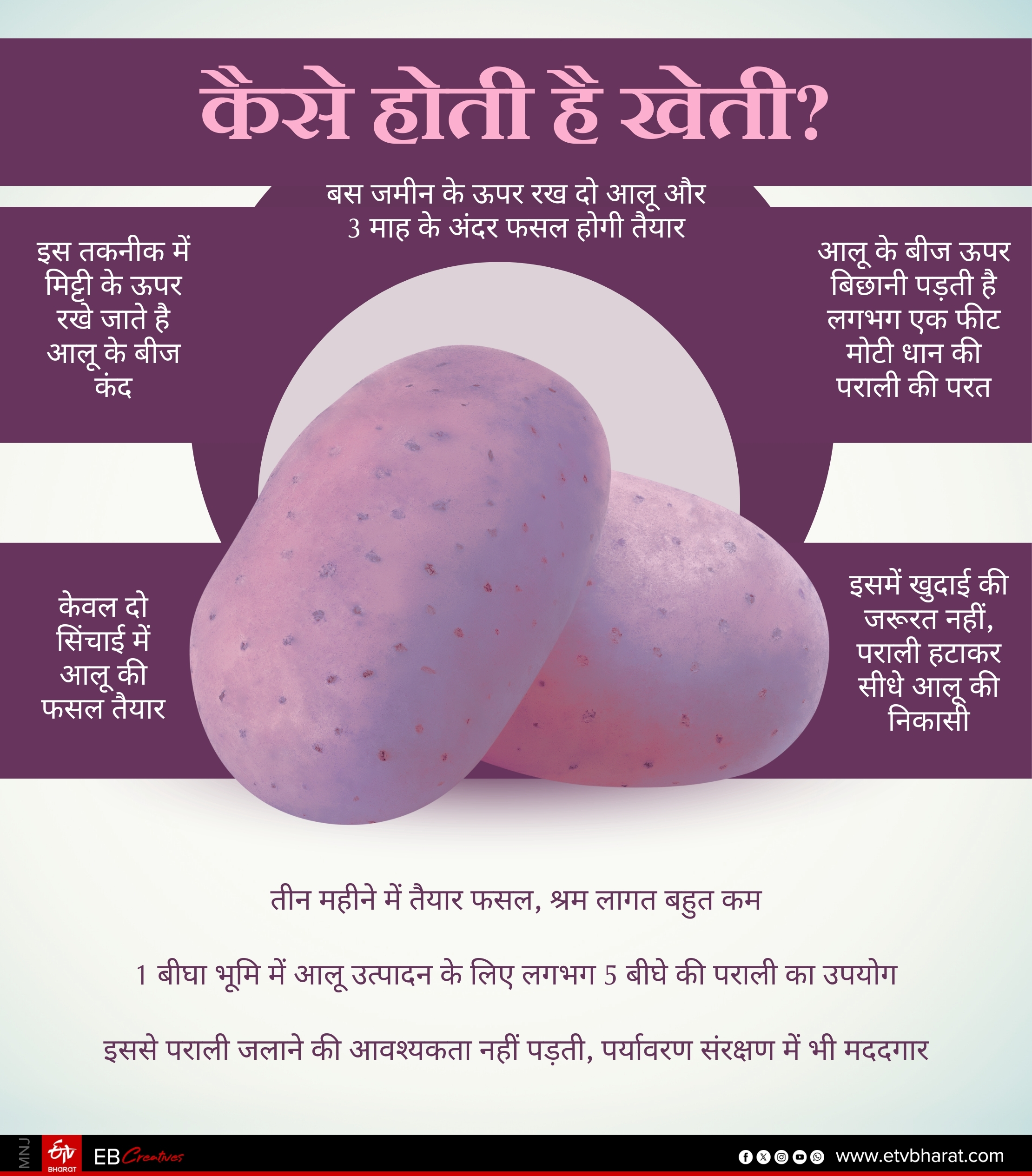 Sirmaur Kufri Neelkanth Potato