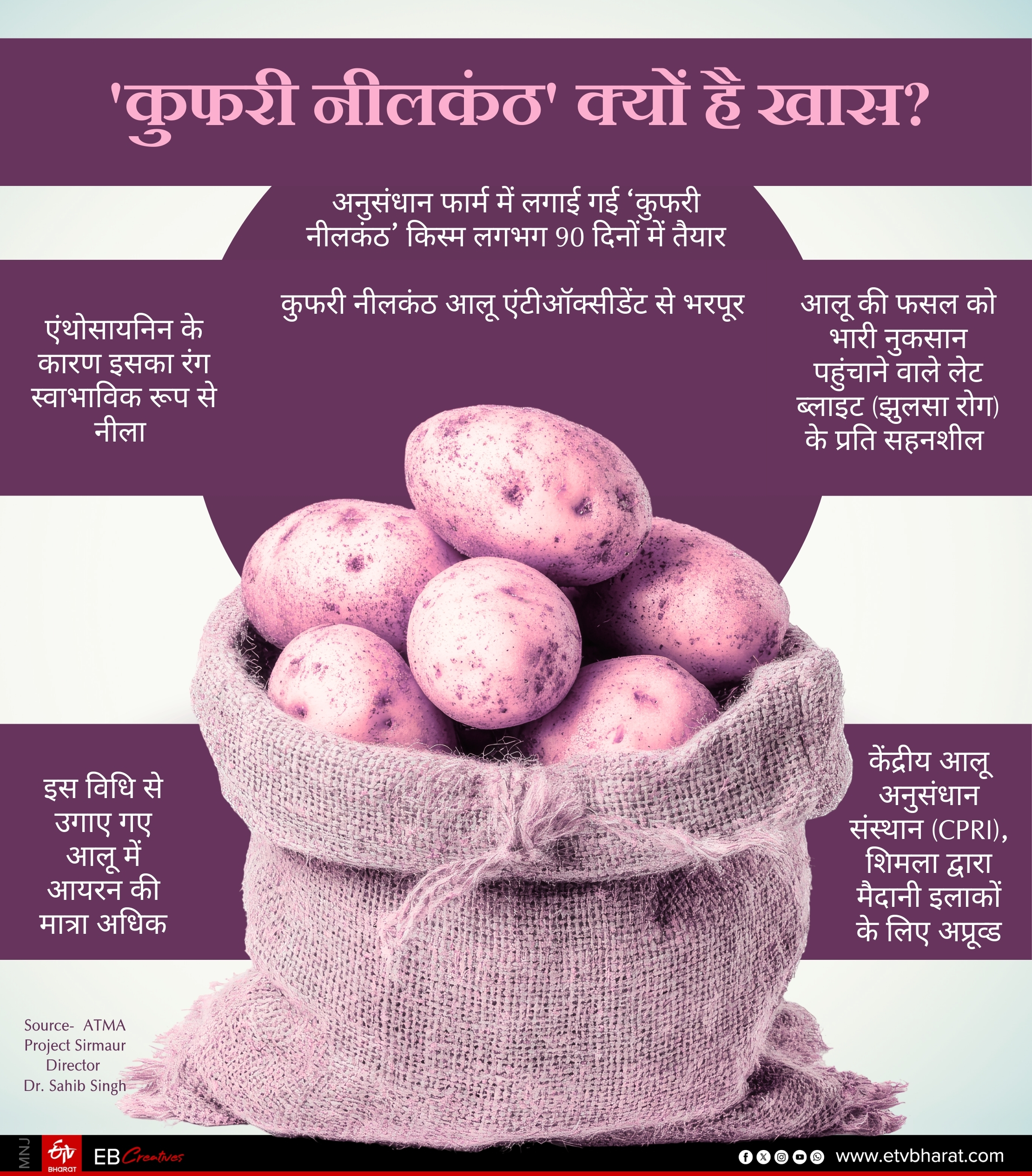 Sirmaur Kufri Neelkanth Potato
