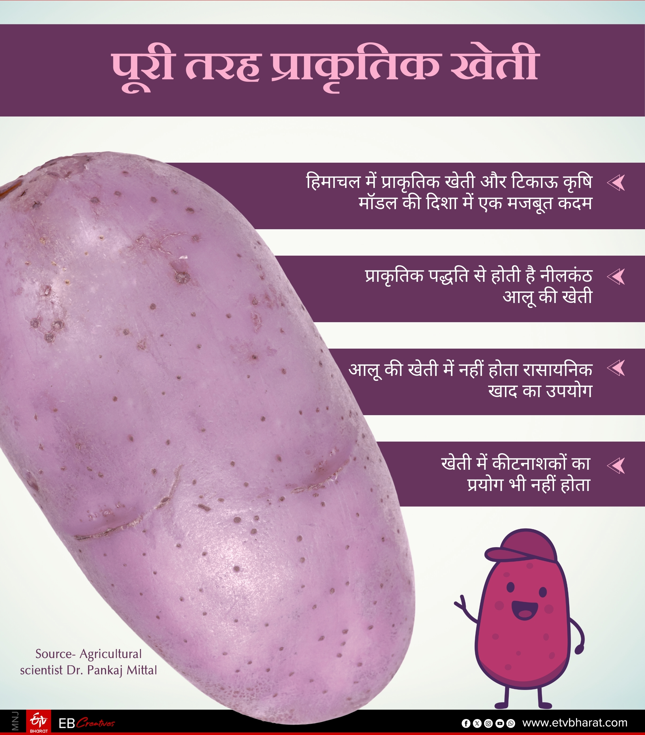 Sirmaur Kufri Neelkanth Potato