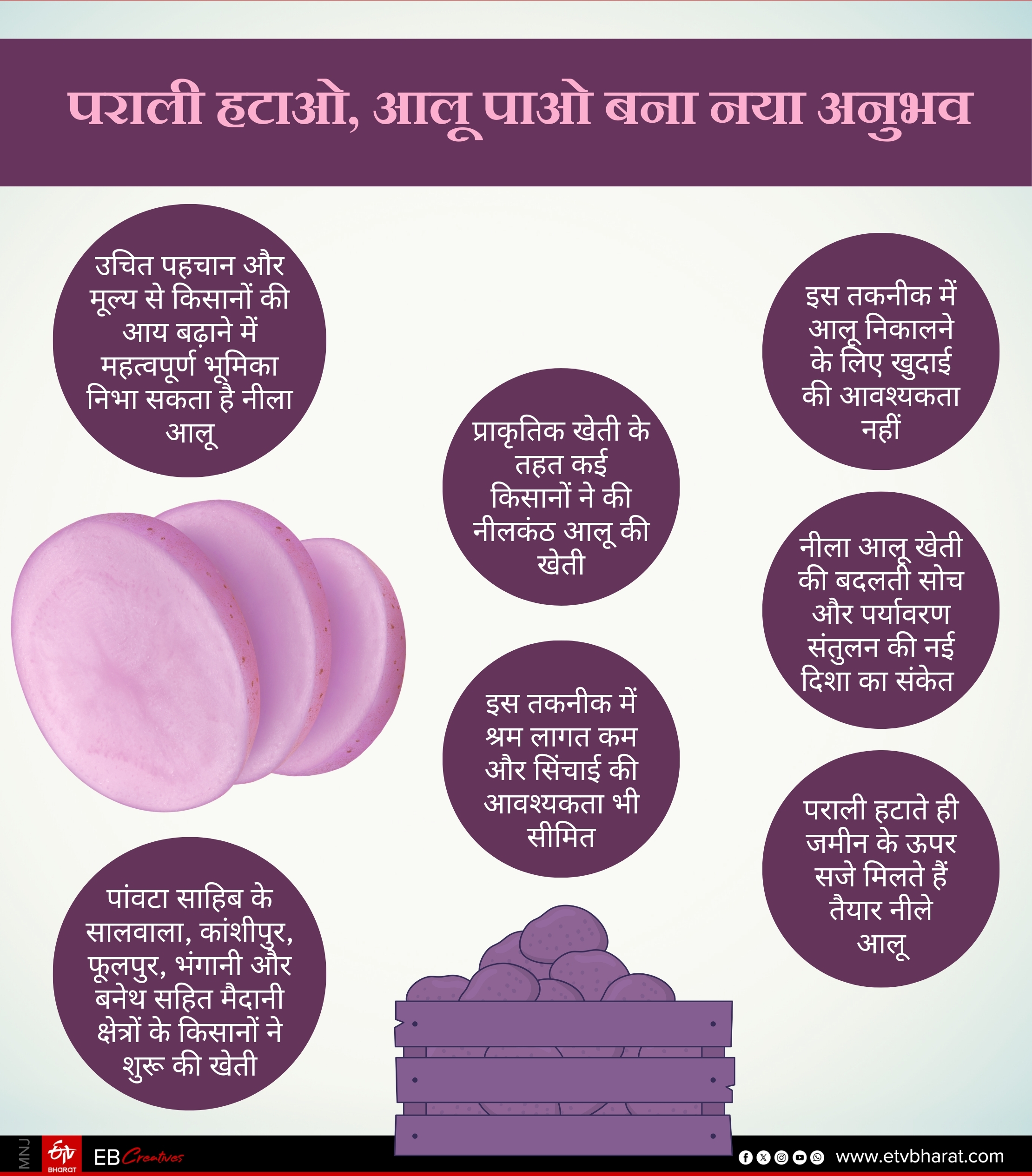 Sirmaur Kufri Neelkanth Potato