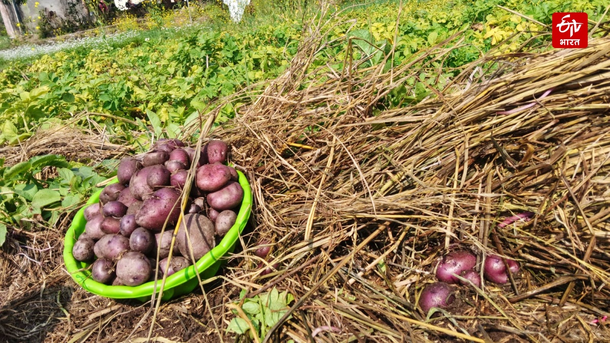 Sirmaur Kufri Neelkanth Potato