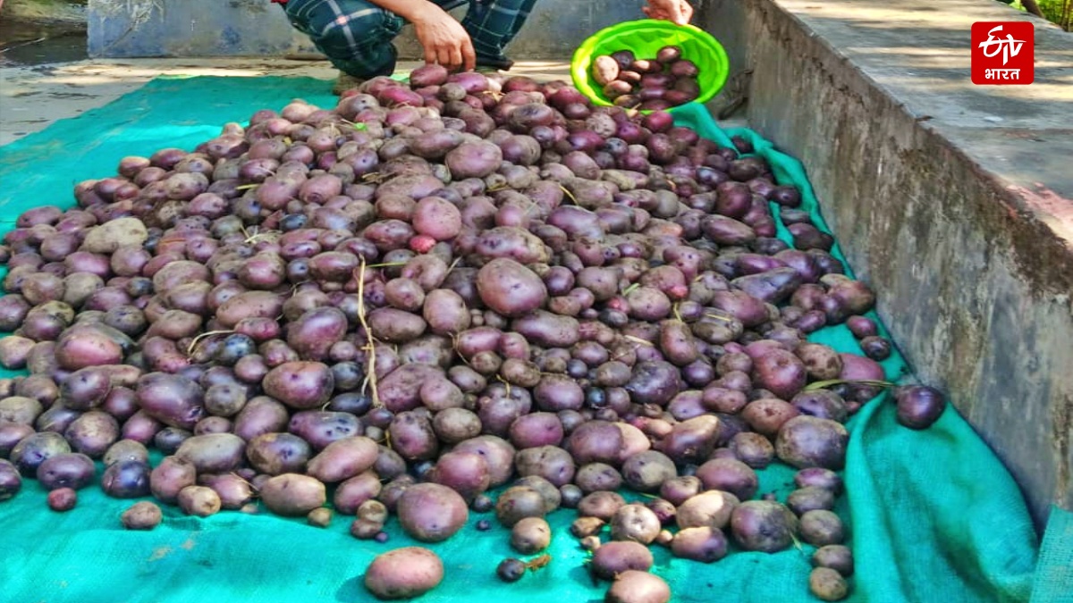 Sirmaur Kufri Neelkanth Potato