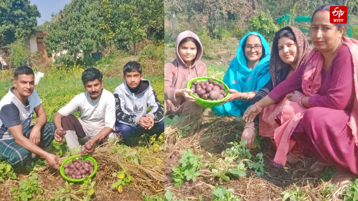'Kufri Neelkanth' Helps In Stubble Management: Himachal Pradesh Farmers Grow Nutrient-Rich Potatoes