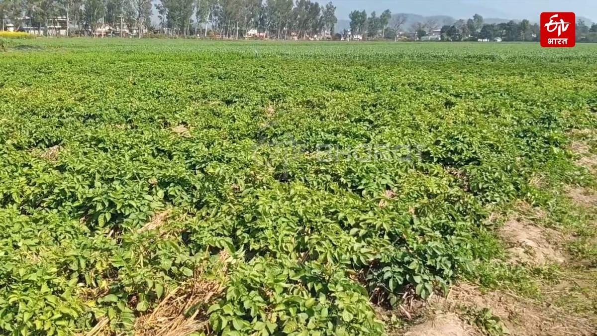 'Kufri Neelkanth' Helps In Stubble Management: Himachal Pradesh Farmers Grow Nutrient-Rich Potatoes