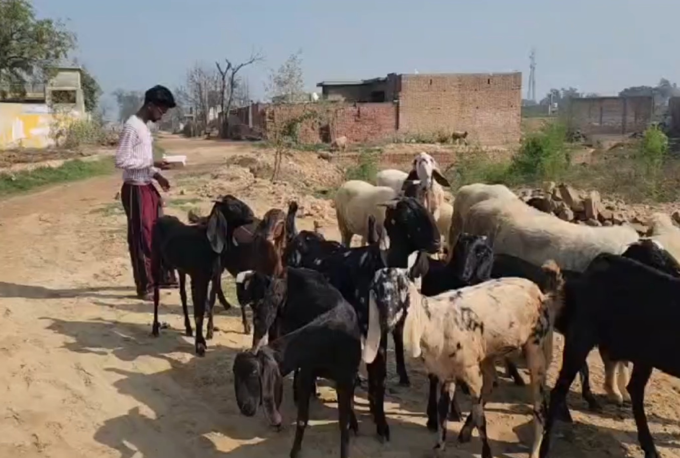 Goat Herder From Mansa In Punjab Secures All India Rank 6 In JRF Without Coaching