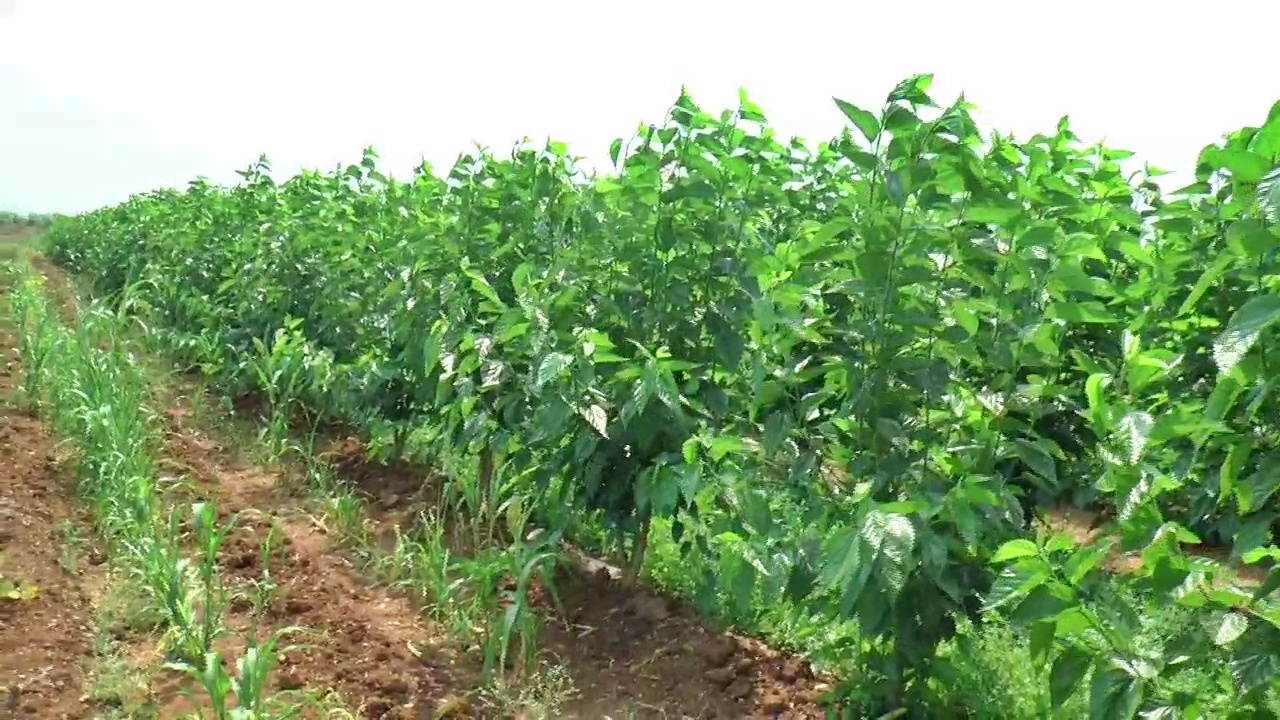 farmers-in-haveri-district-have-moved-away-from-cotton-and-towards-silk-cultivation