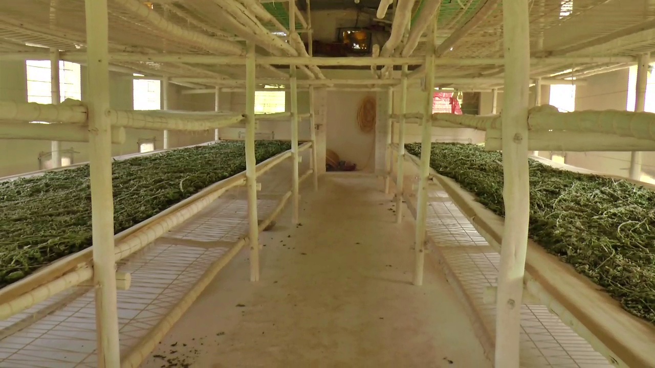 farmers-in-haveri-district-have-moved-away-from-cotton-and-towards-silk-cultivation