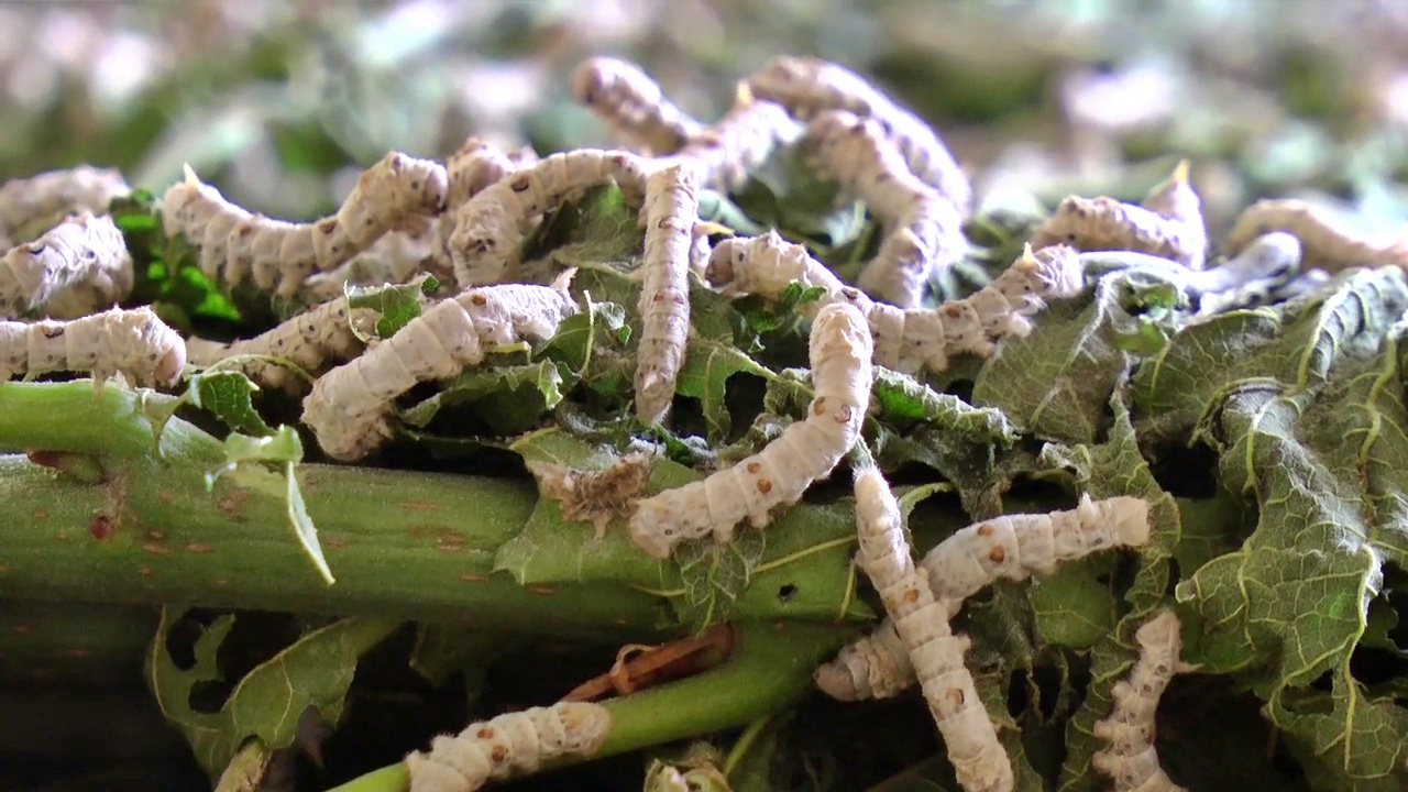 farmers-in-haveri-district-have-moved-away-from-cotton-and-towards-silk-cultivation