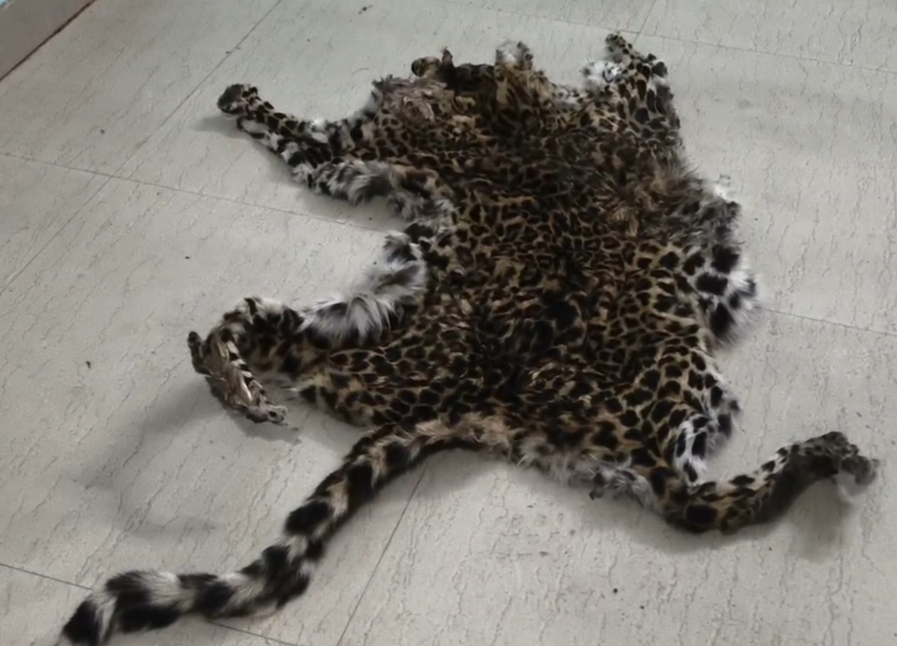 ଜବତ ହୋଇଥିବା ବାଘ ଛାଲଟି ଏକ ତିନି ବର୍ଷର କଲରାପତରିଆ ବାଘ ଛାଲ ବୋଲି ବନ ବିଭାଗ ପକ୍ଷରୁ କୁହାଯାଇଛି ।